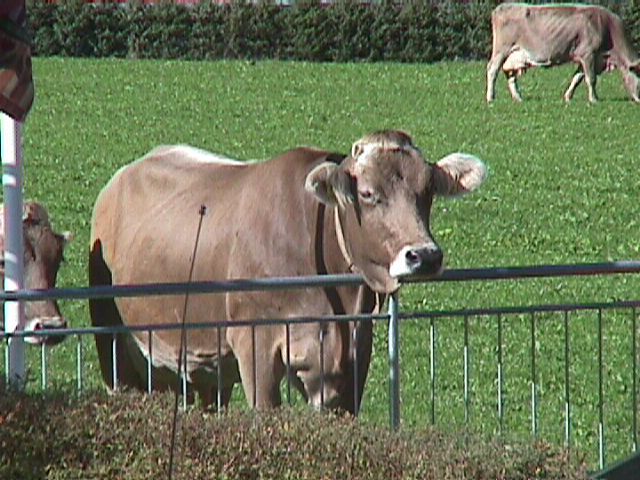 20011018 mayrhofen.jpg - Muh! Alle gleichgeschaltet, Mayrhofen
